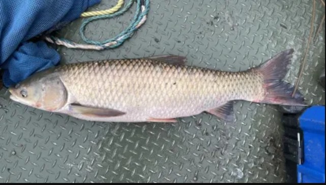 Black Carp Fish